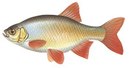 Вымпел-СК - иконка «рыбалка» в Нягани